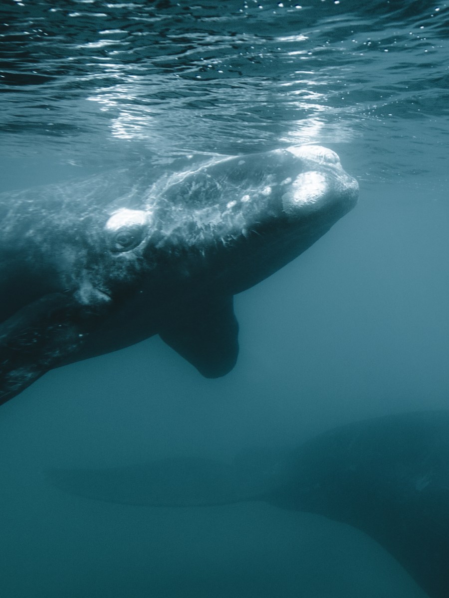Misión Atlántico: un nuevo congreso para debatir y diseñar soluciones para la conservación del Mar&nbsp;Argentino